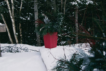 Load image into Gallery viewer, Two Large Outdoor Christmas Planters